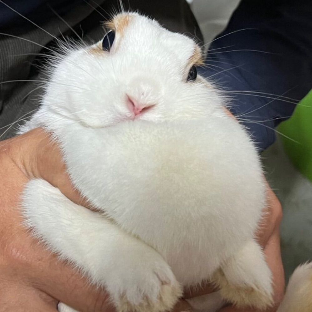희태