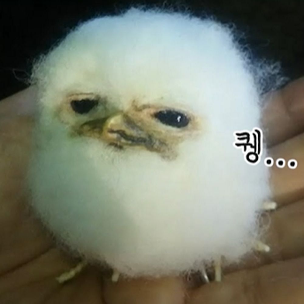 마카