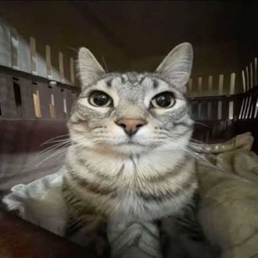 Isa