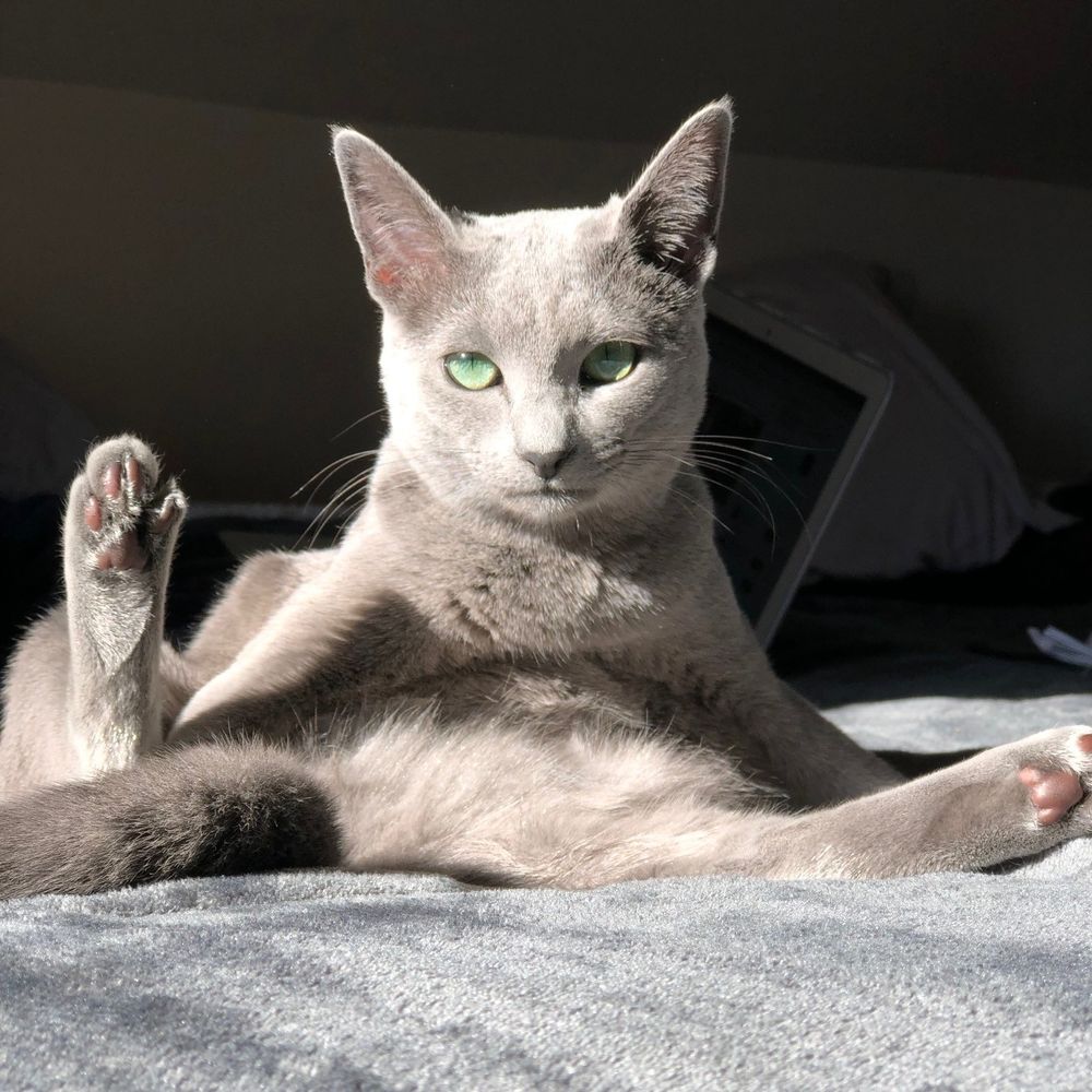 Juniper the cat