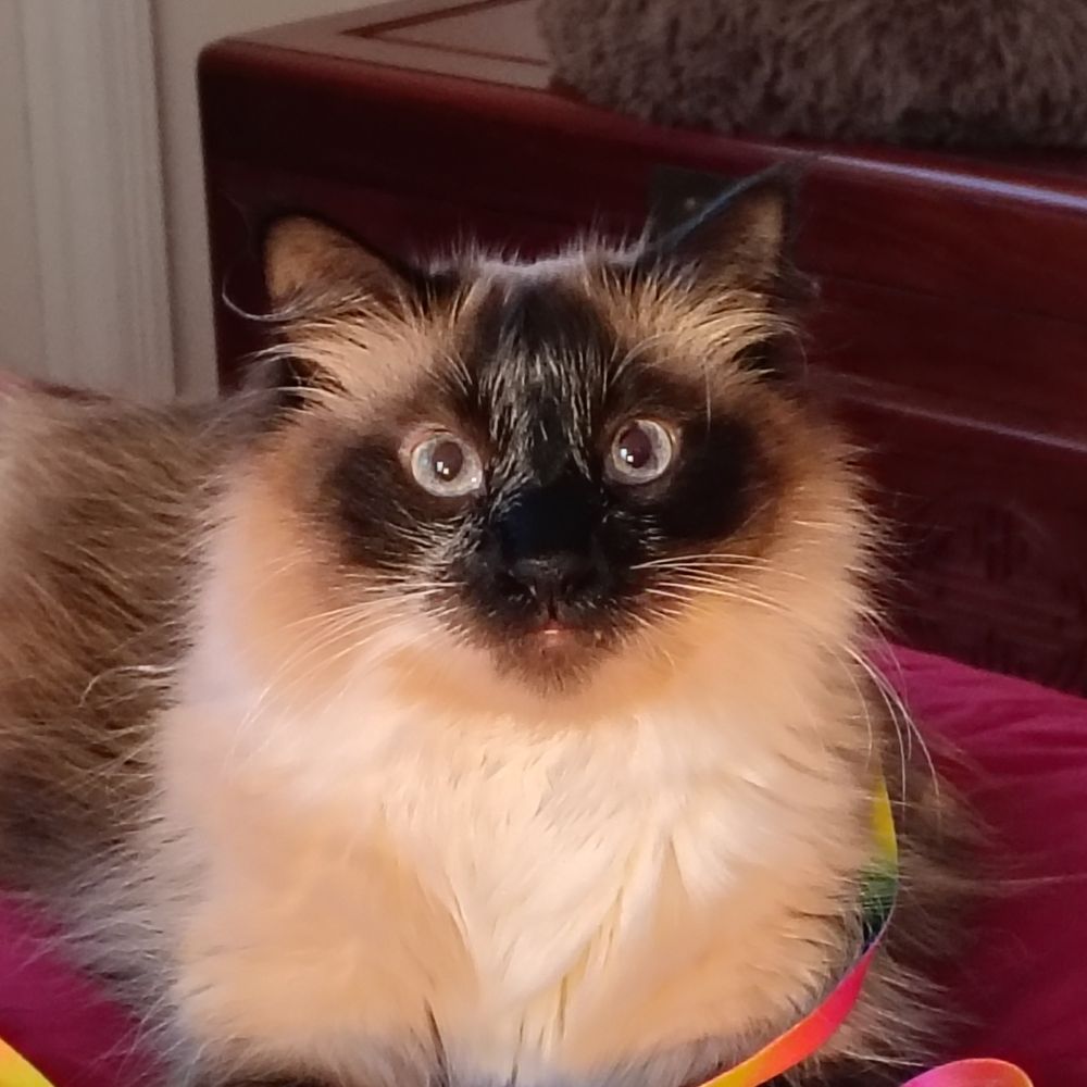 thewatchcat.bsky.social