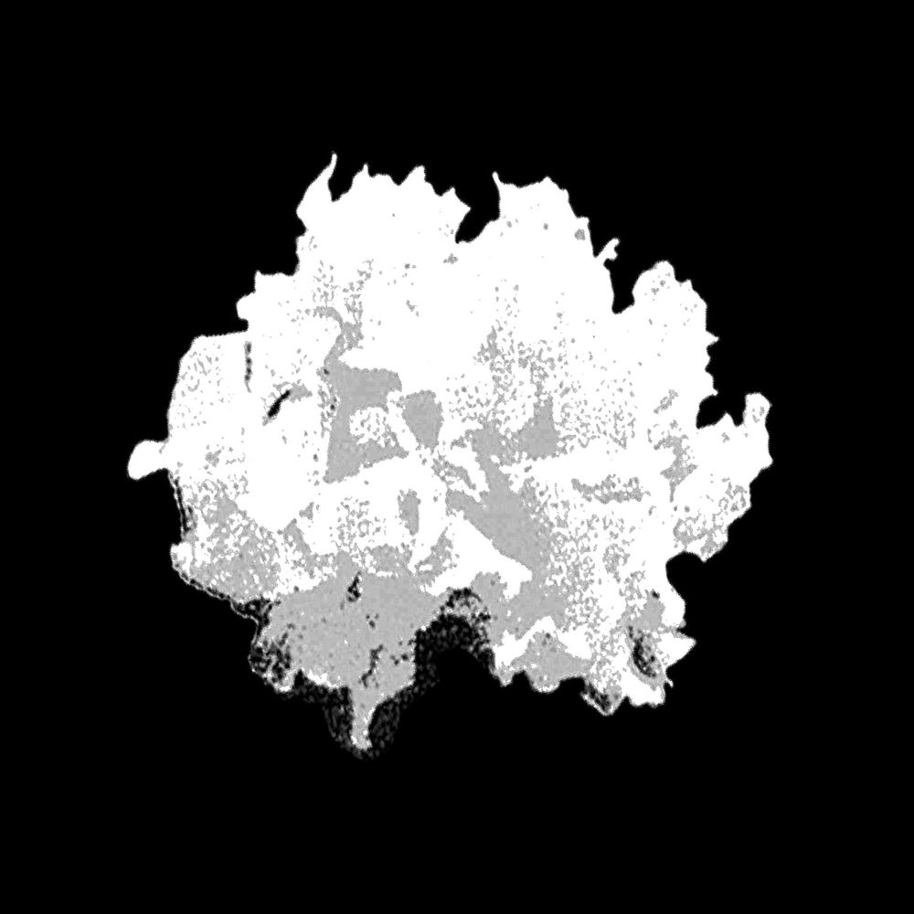 White Fungus
