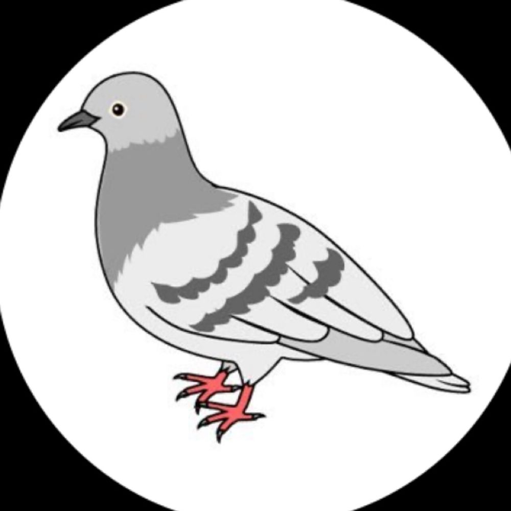 鳩
