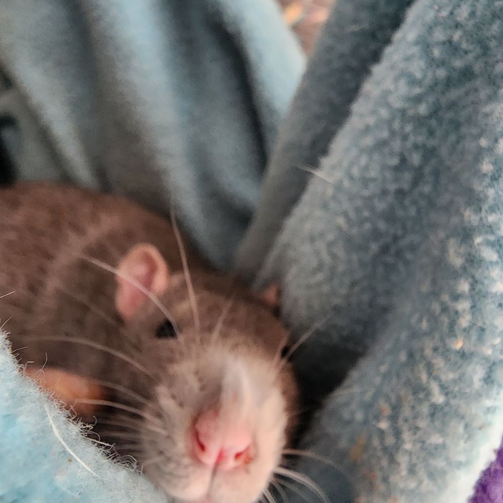 M 🐀