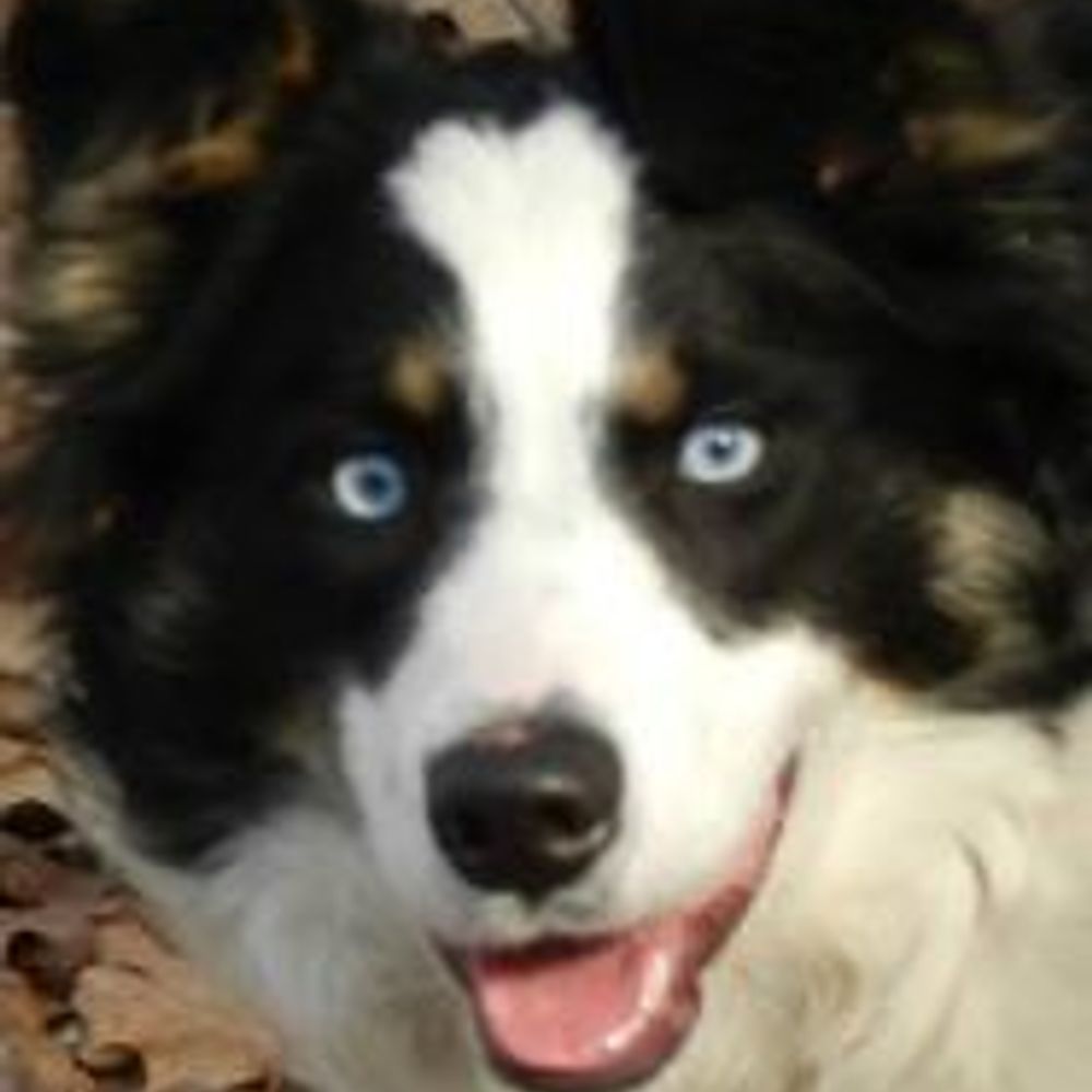 Sheepscot Border Collies