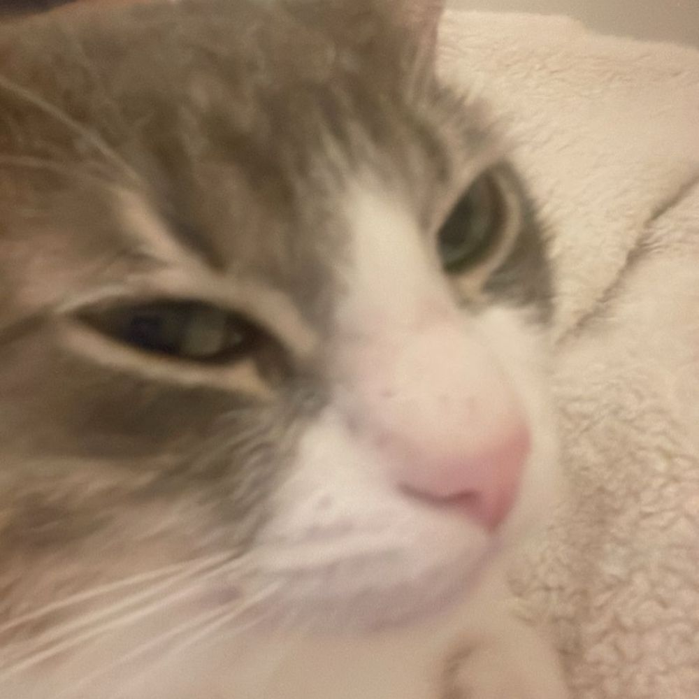 kbom gatosgatos