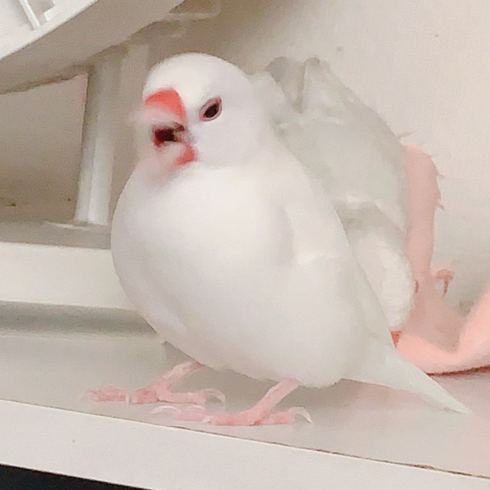 まめ