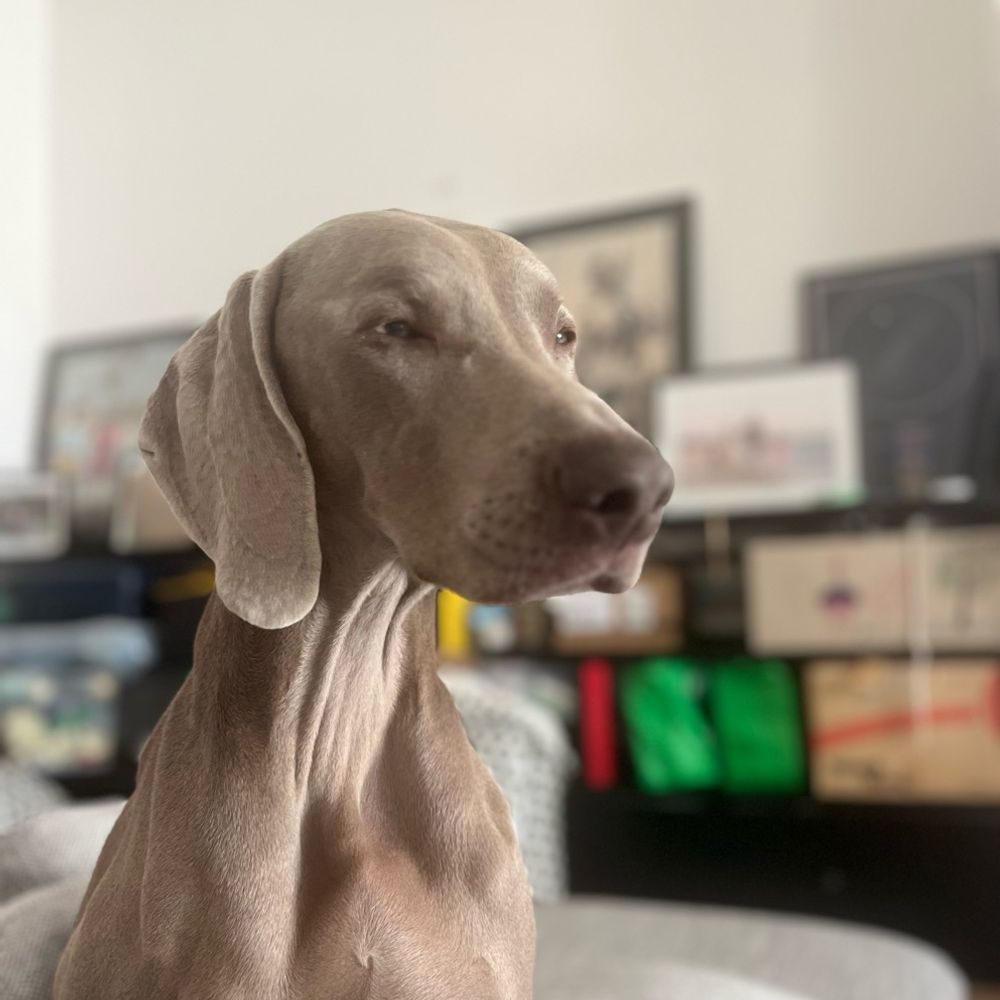 marlongiuliani.bsky.social