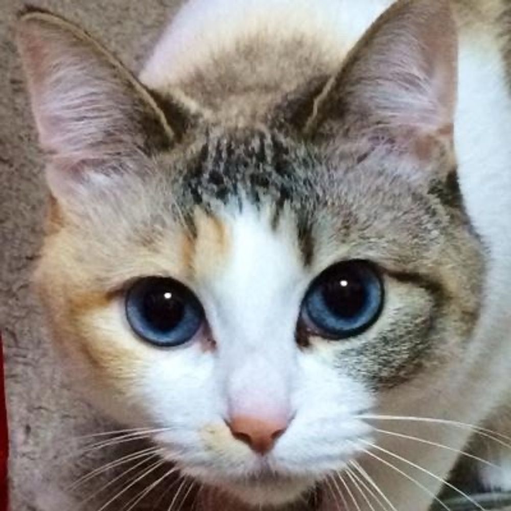 ゆば