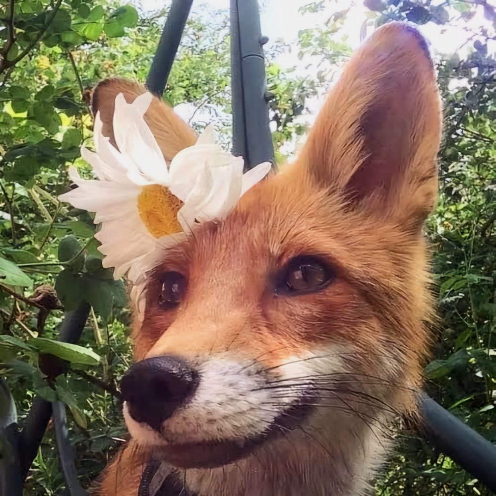 kwasożłop 🦊