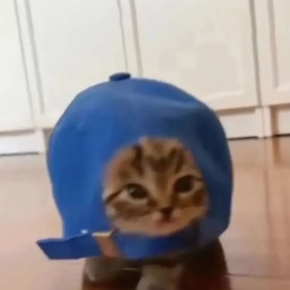 tai !! 🦈