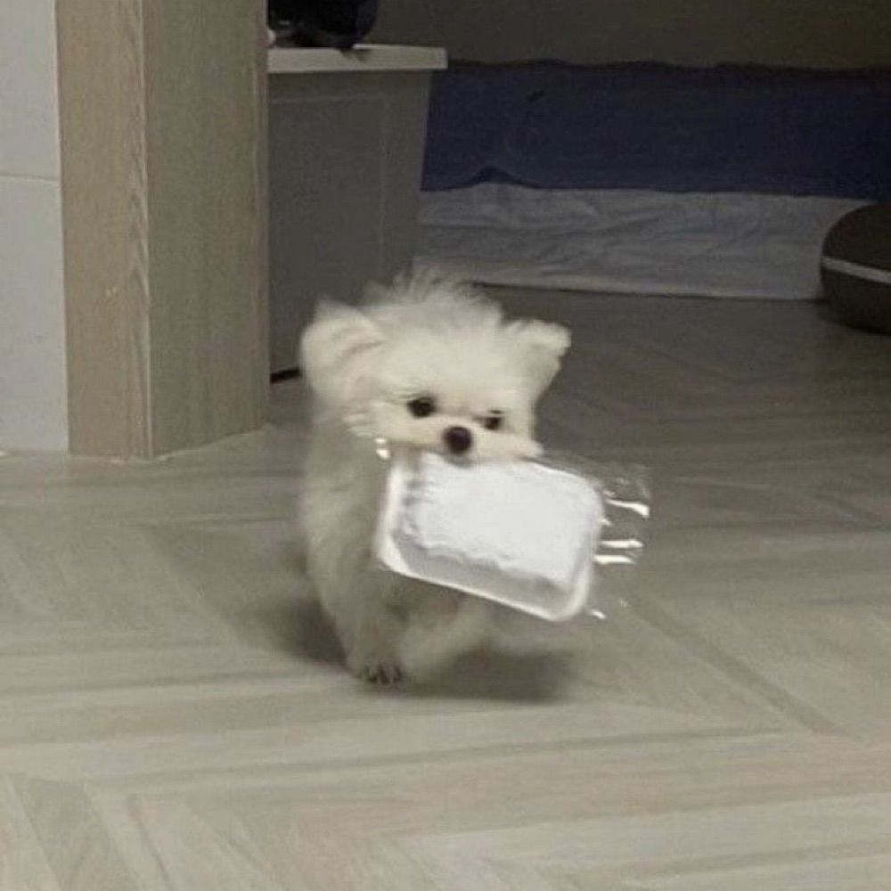 🪼