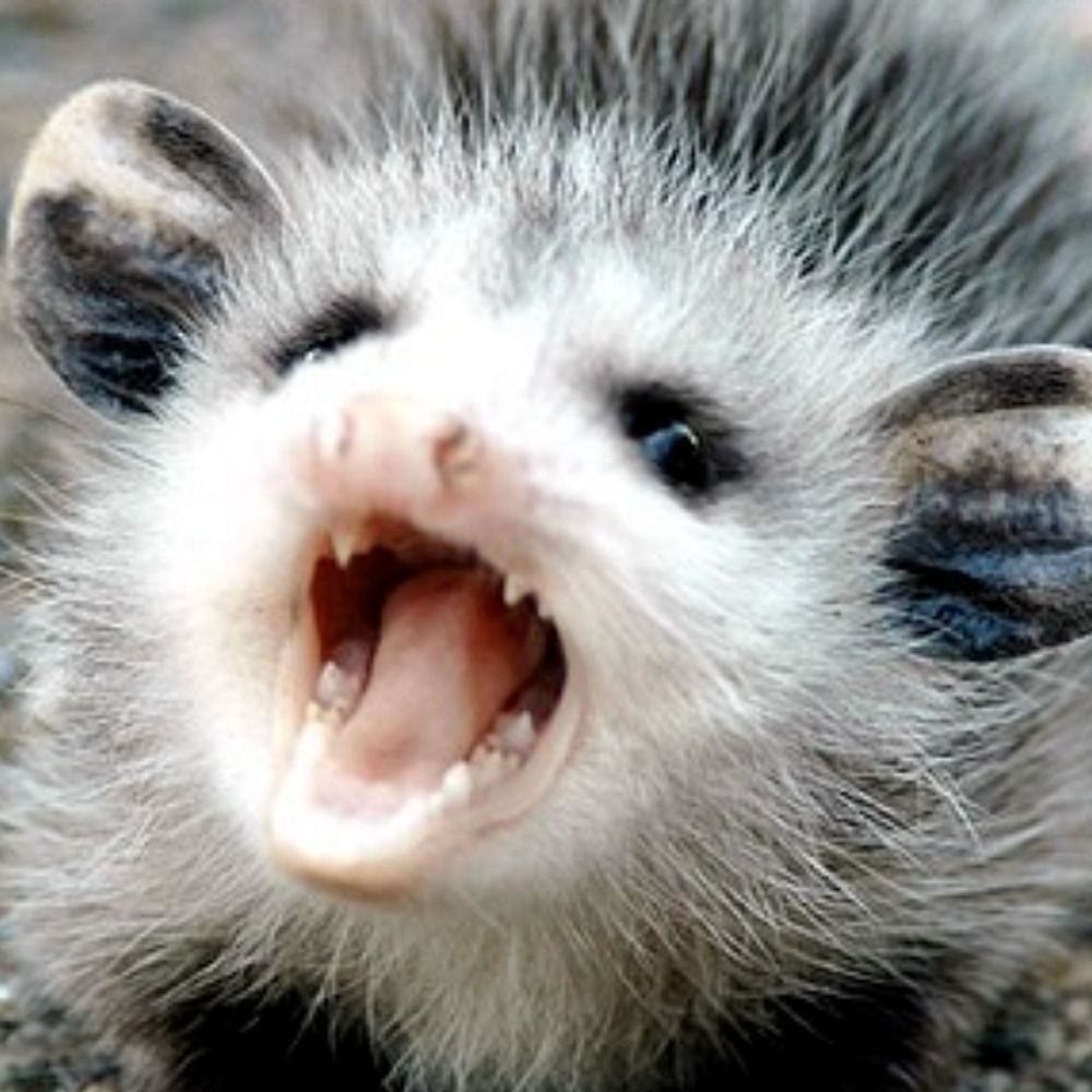 opossum avenger