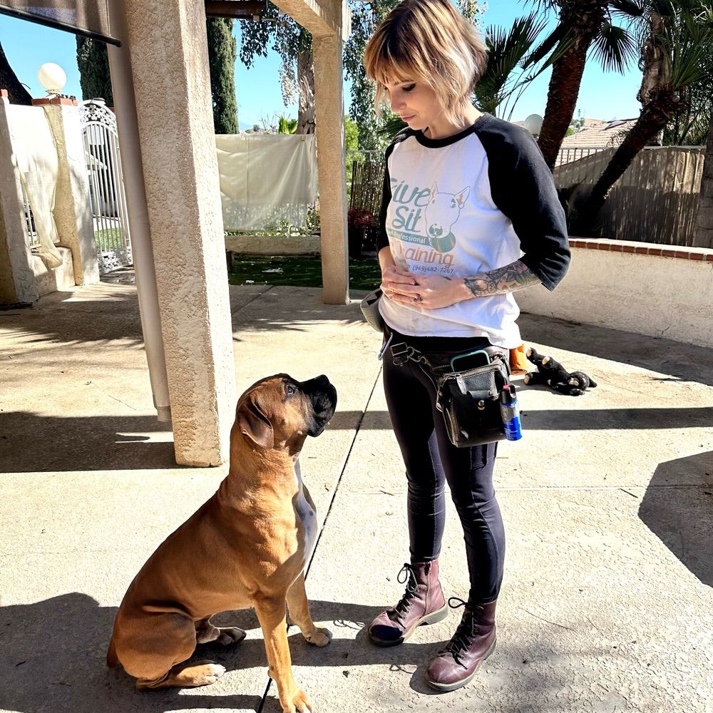 Give a Sit Dog Training