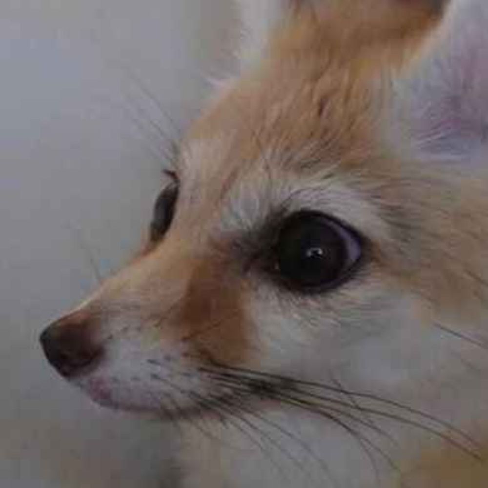abstractedfox