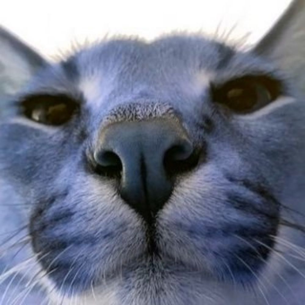 Cat-47