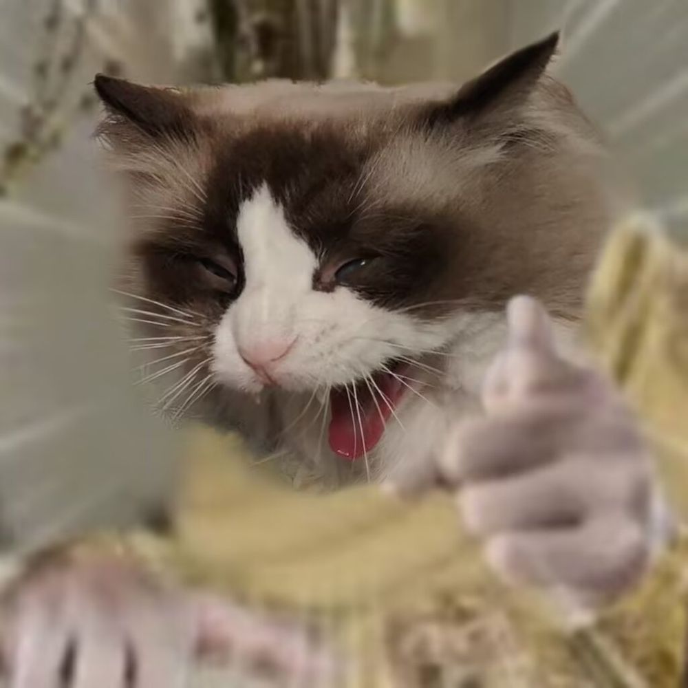 猫羽 心