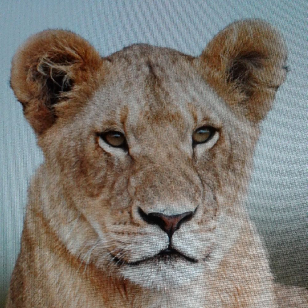 La lionne
