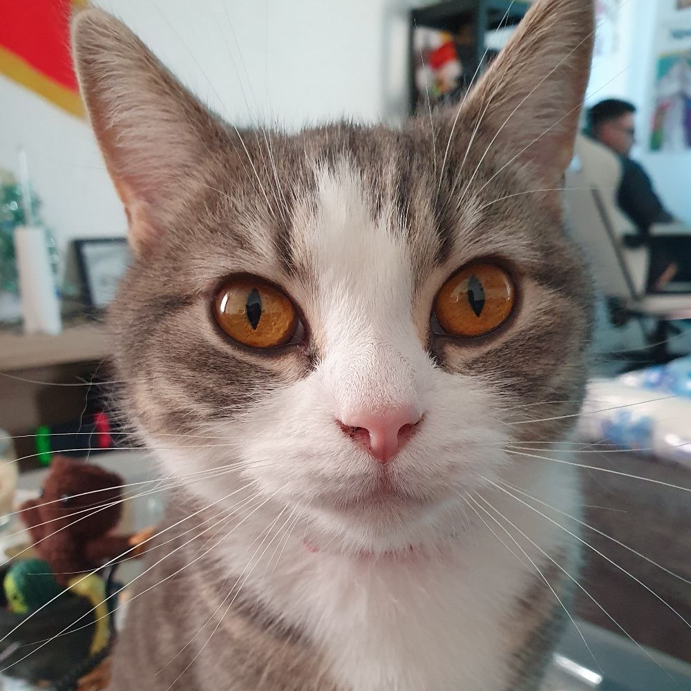 Tosca