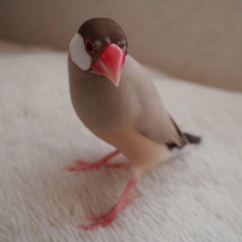 𝗿𝗶𝗲 𝘀𝘂𝗻𝗿𝗶𝘀𝗲 🕊️