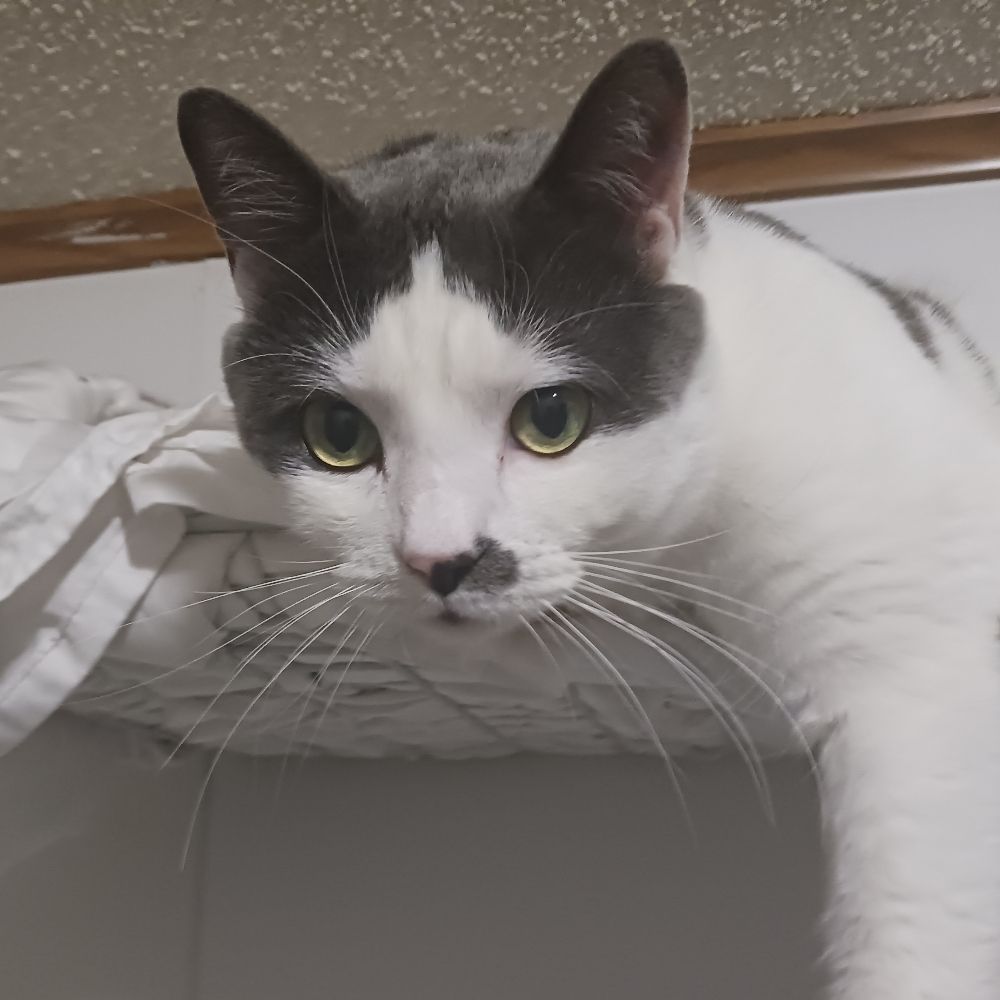 tobycat27