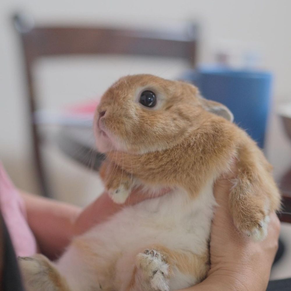 Lua 🐰🐇