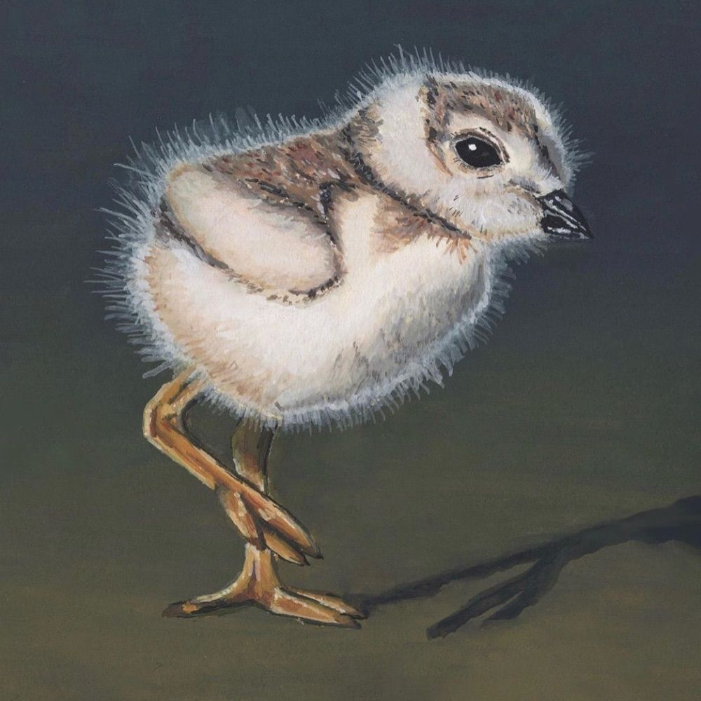 Little Plover Studio