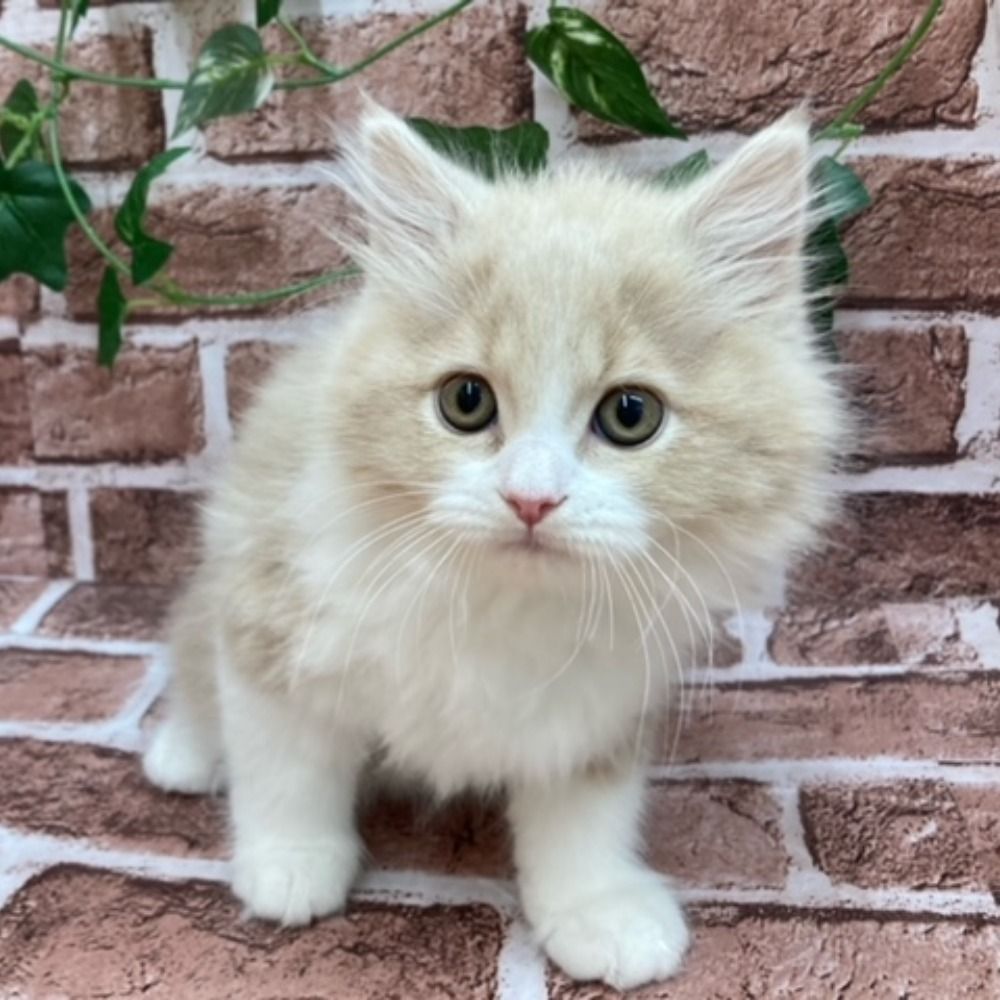 ひいろ