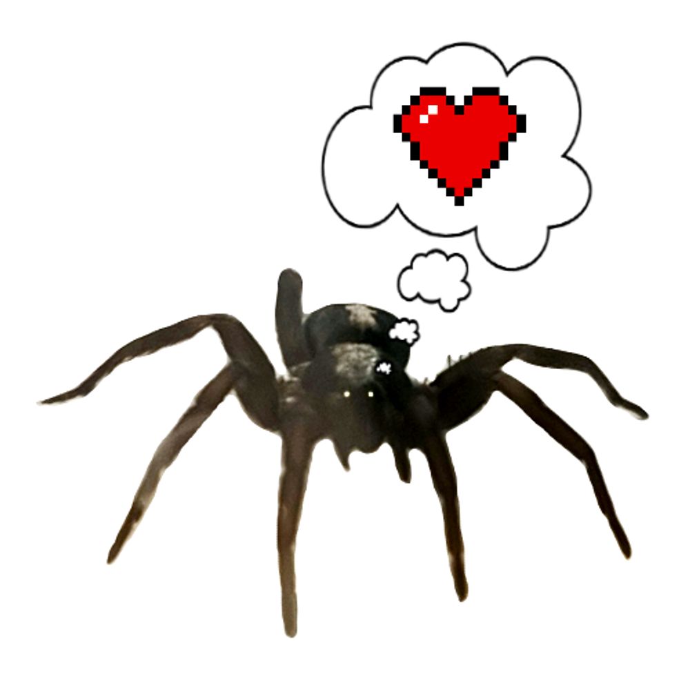 Matron the Parson spider