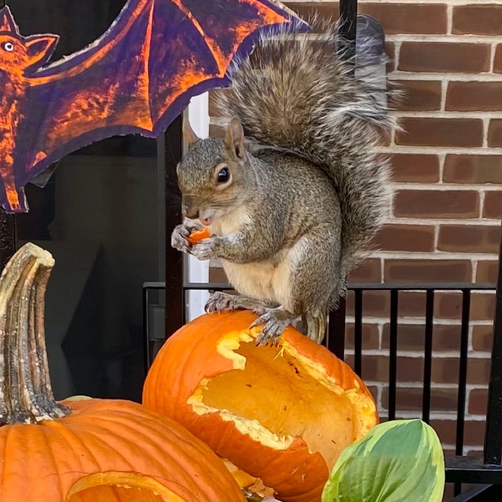 Squirrel Interrupted