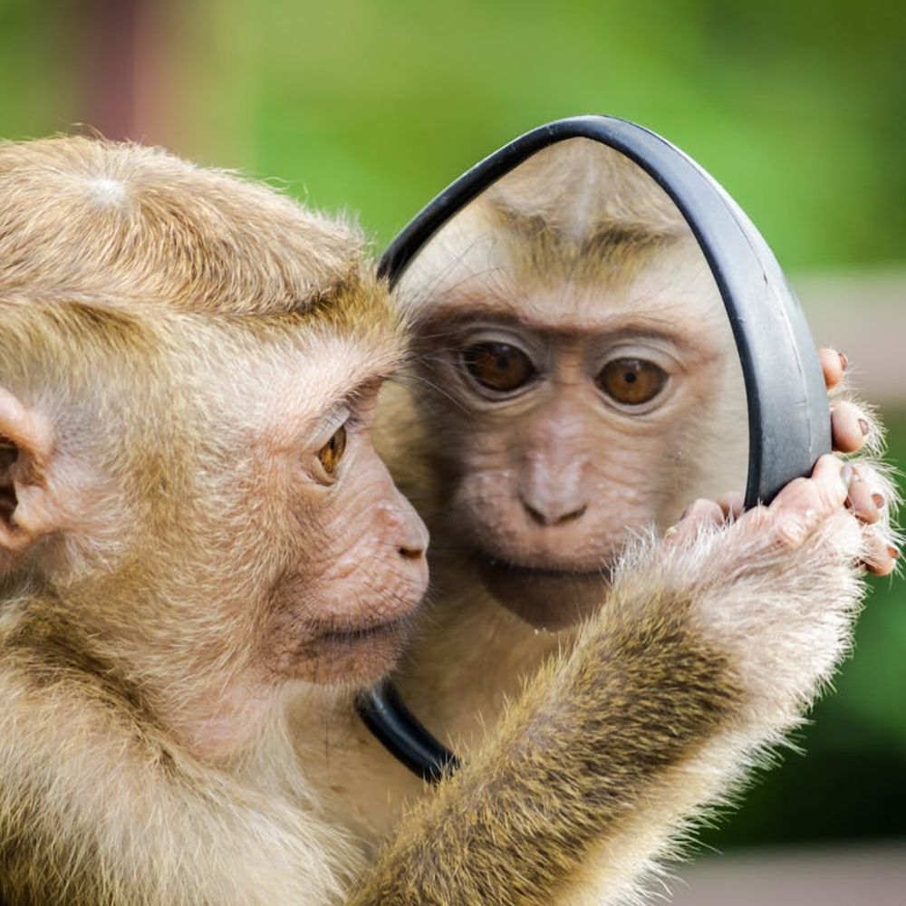 Society for the Study of Ethics and Animals