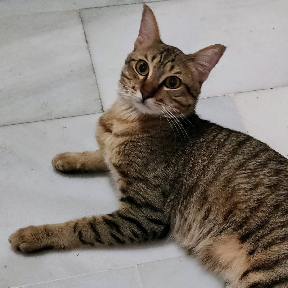JB Ehrmantraut🐈‍⬛