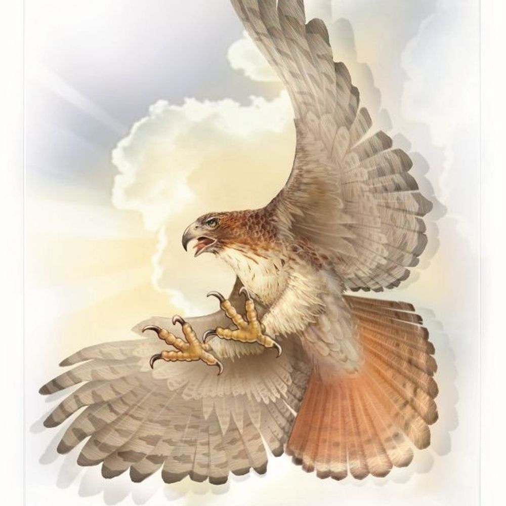 CanadaHawk