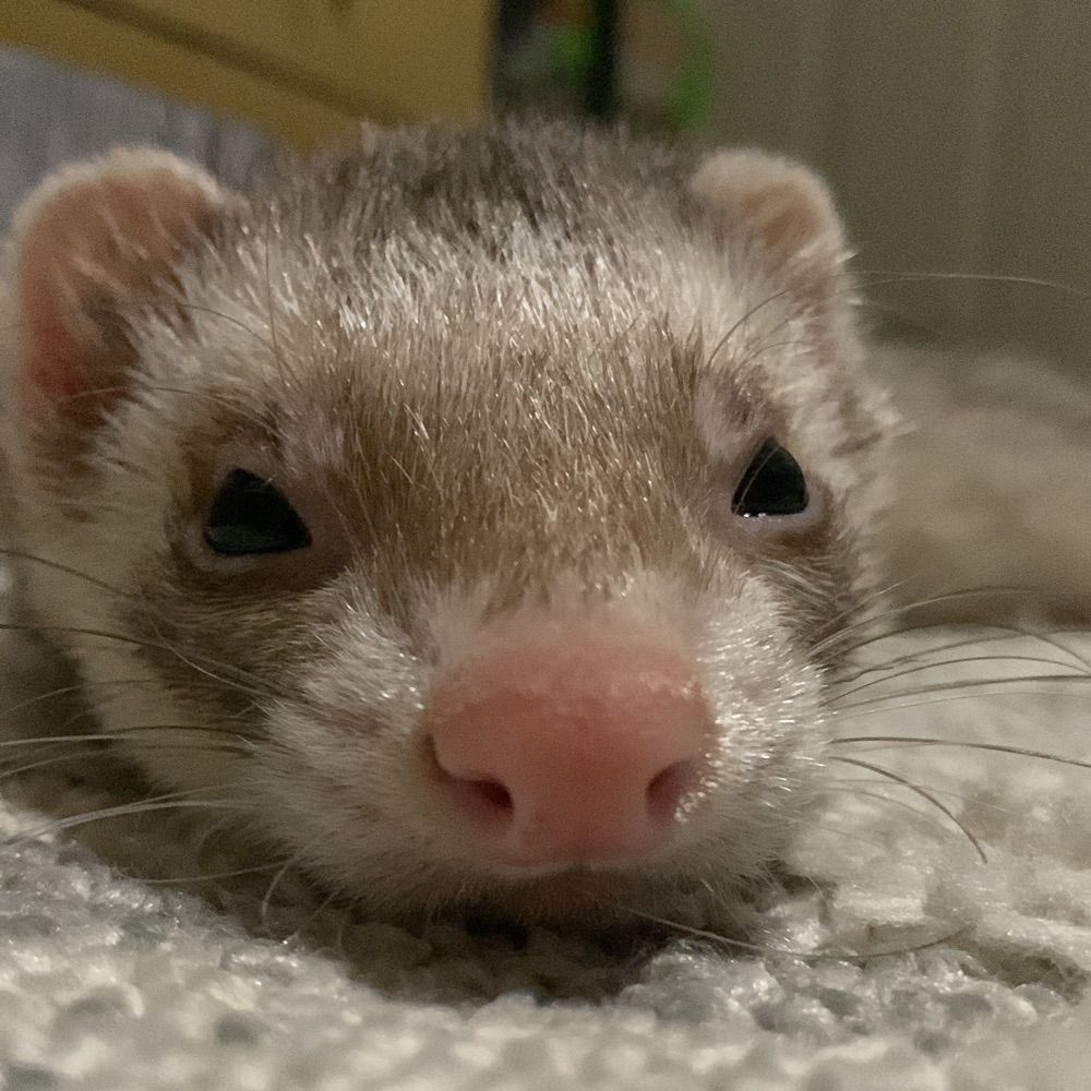 Lulu