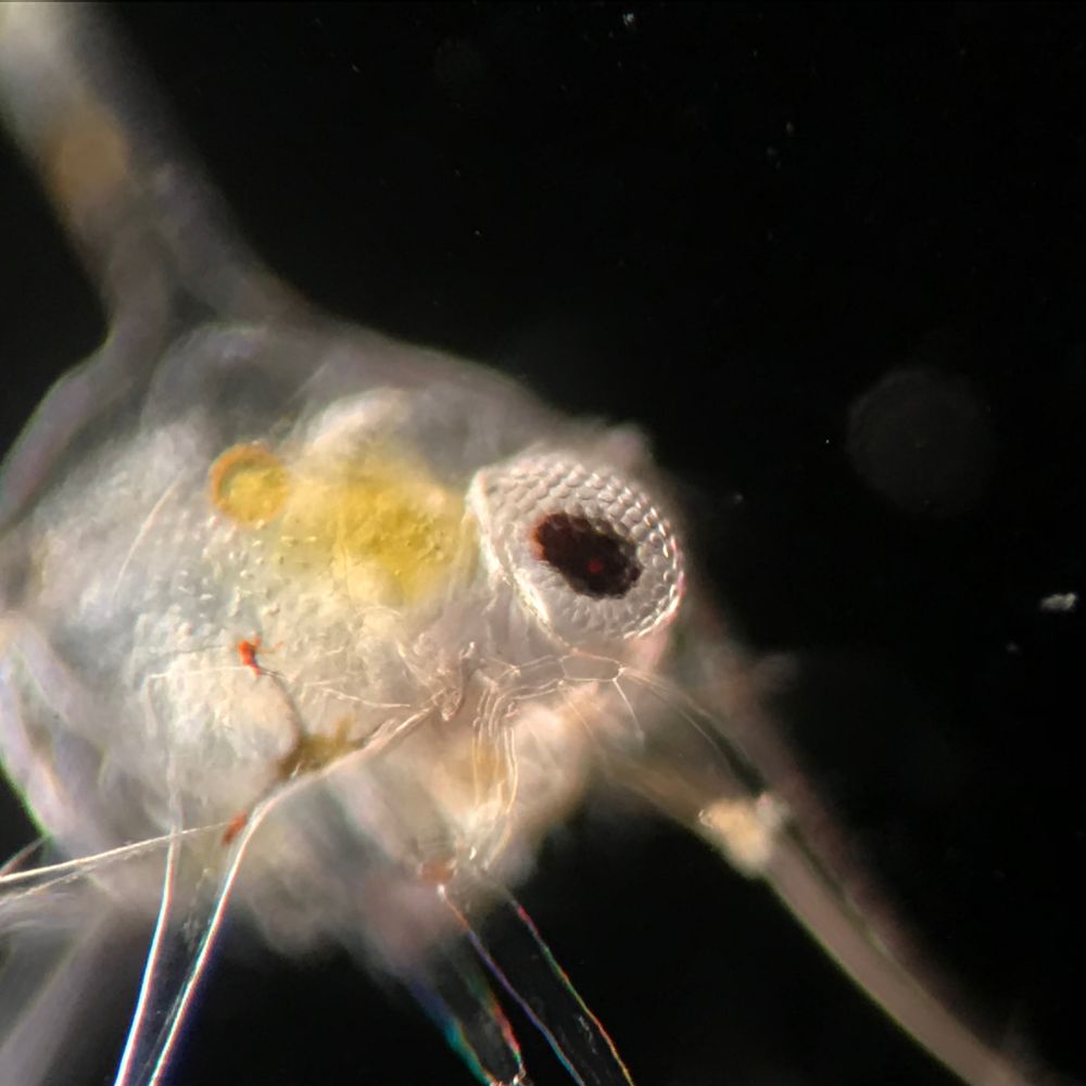 Pacific Plankton