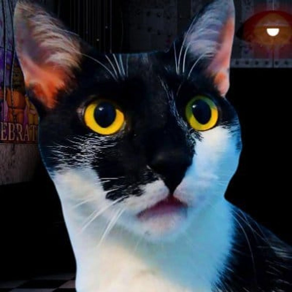 Meu gato em algum lugar aleatório
