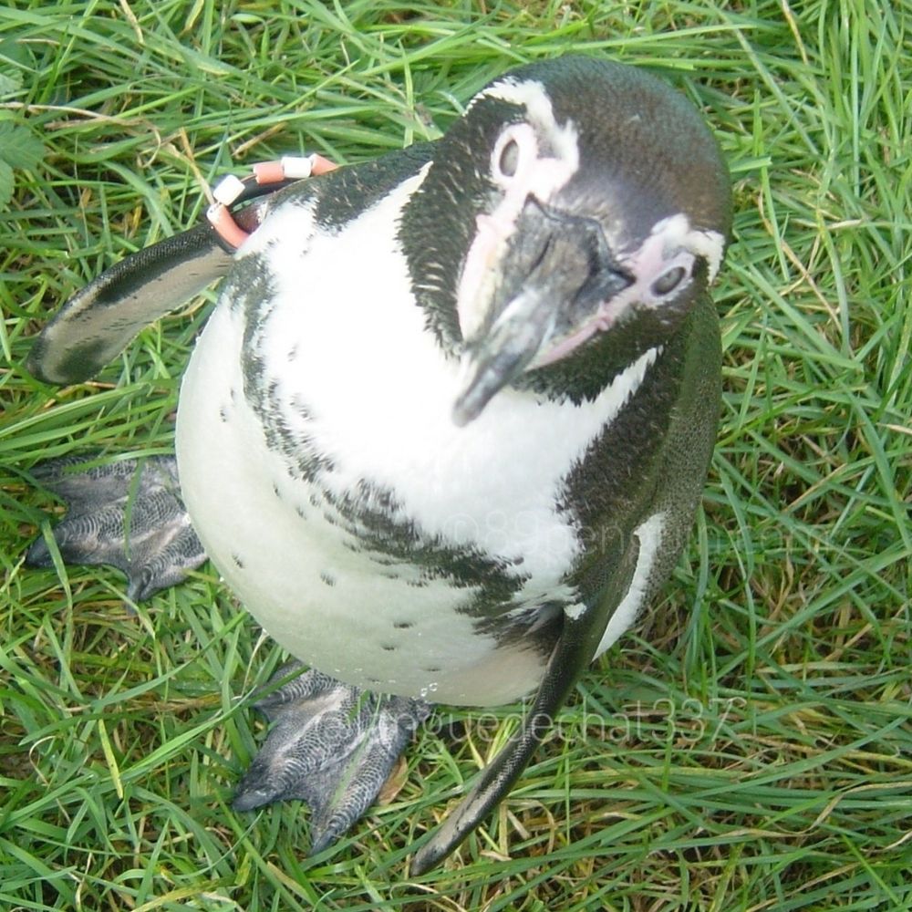 白球ペンギン