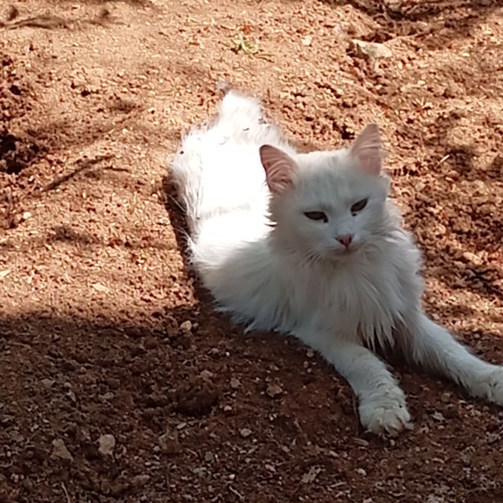 Akıllı olursan, delirmem