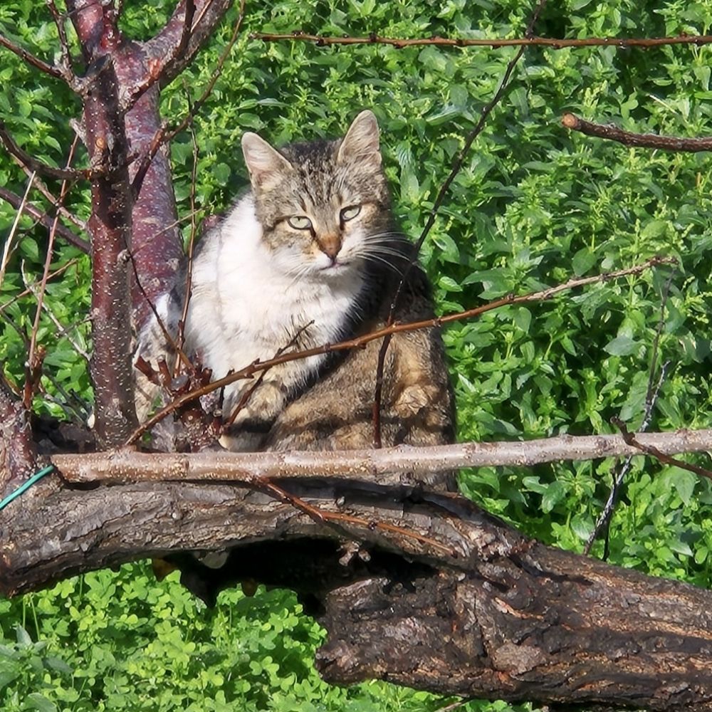 Siyoş