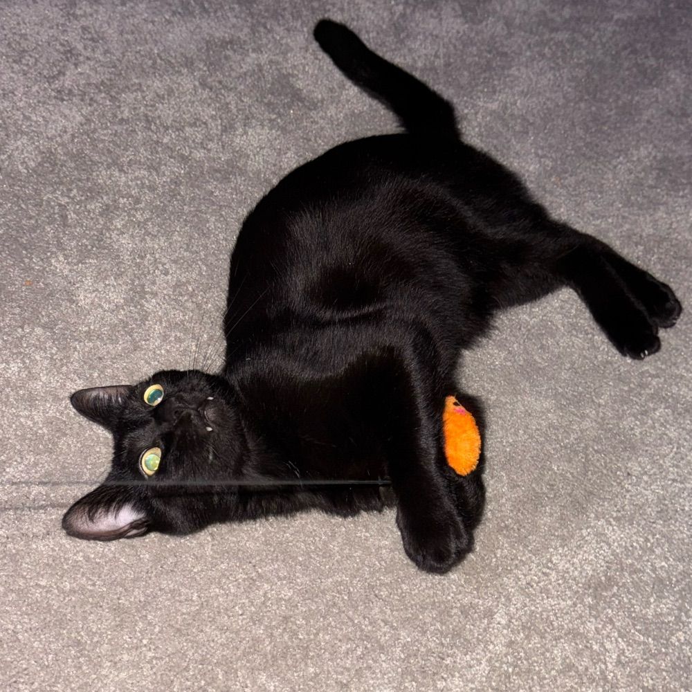 Herbert