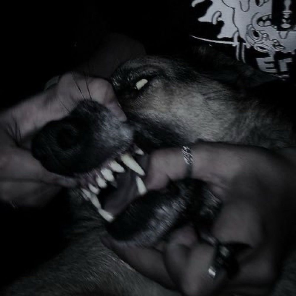 dog