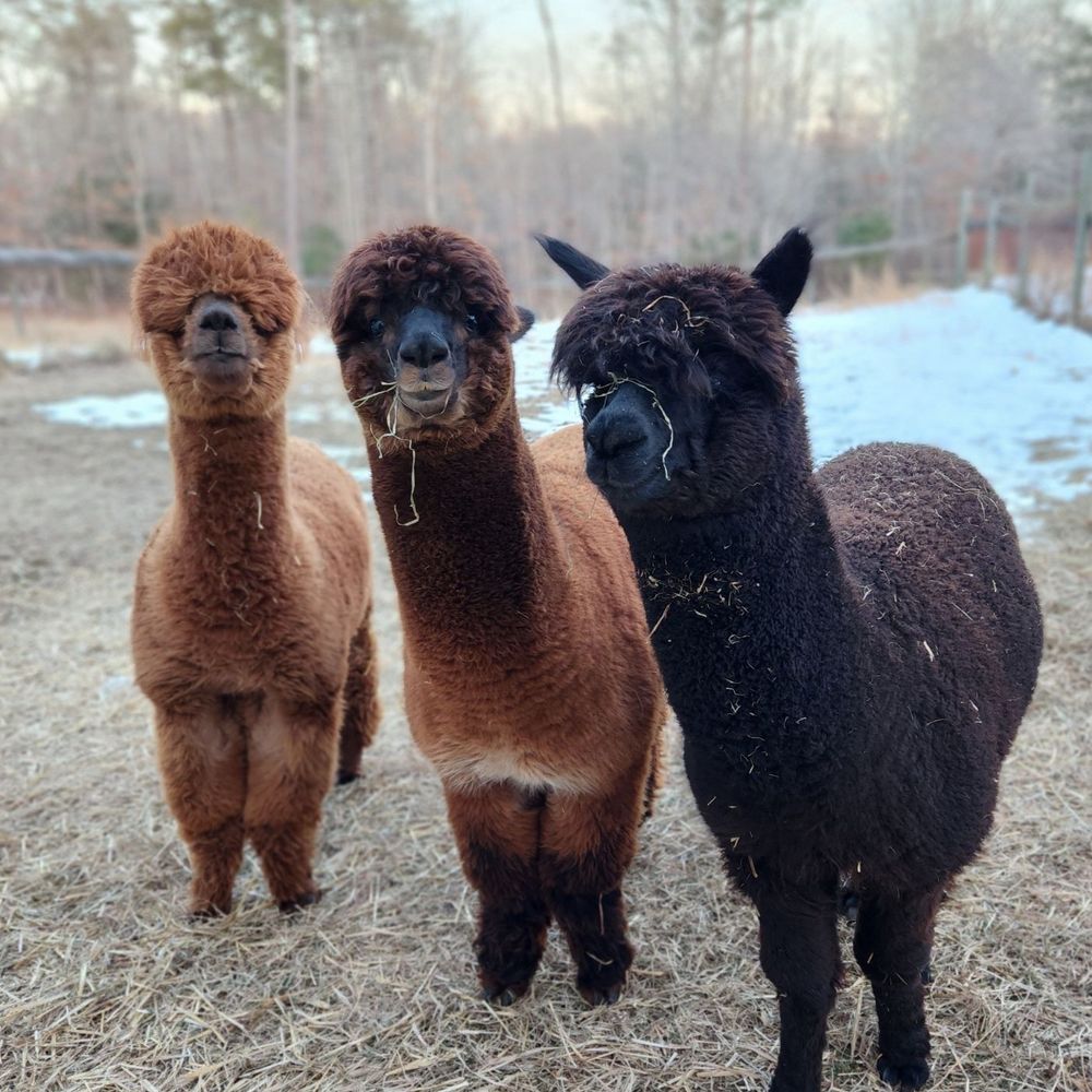 Moonshadow Pines Alpaca Farm