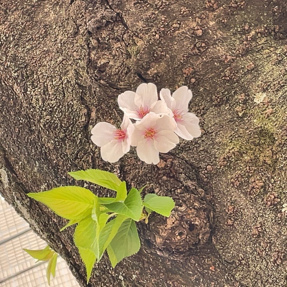 るー