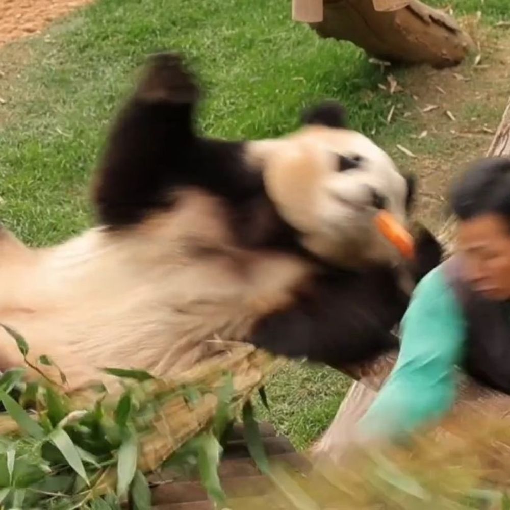 에리카
