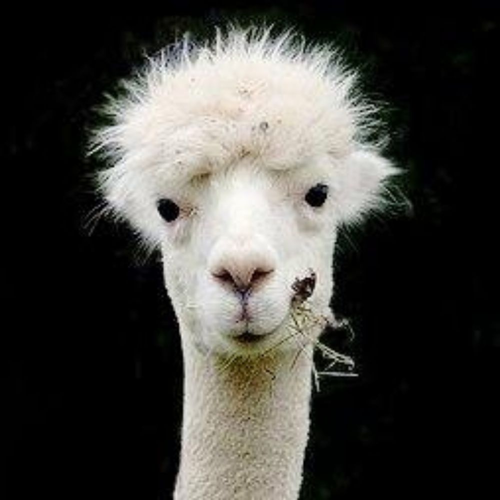 Furry lama