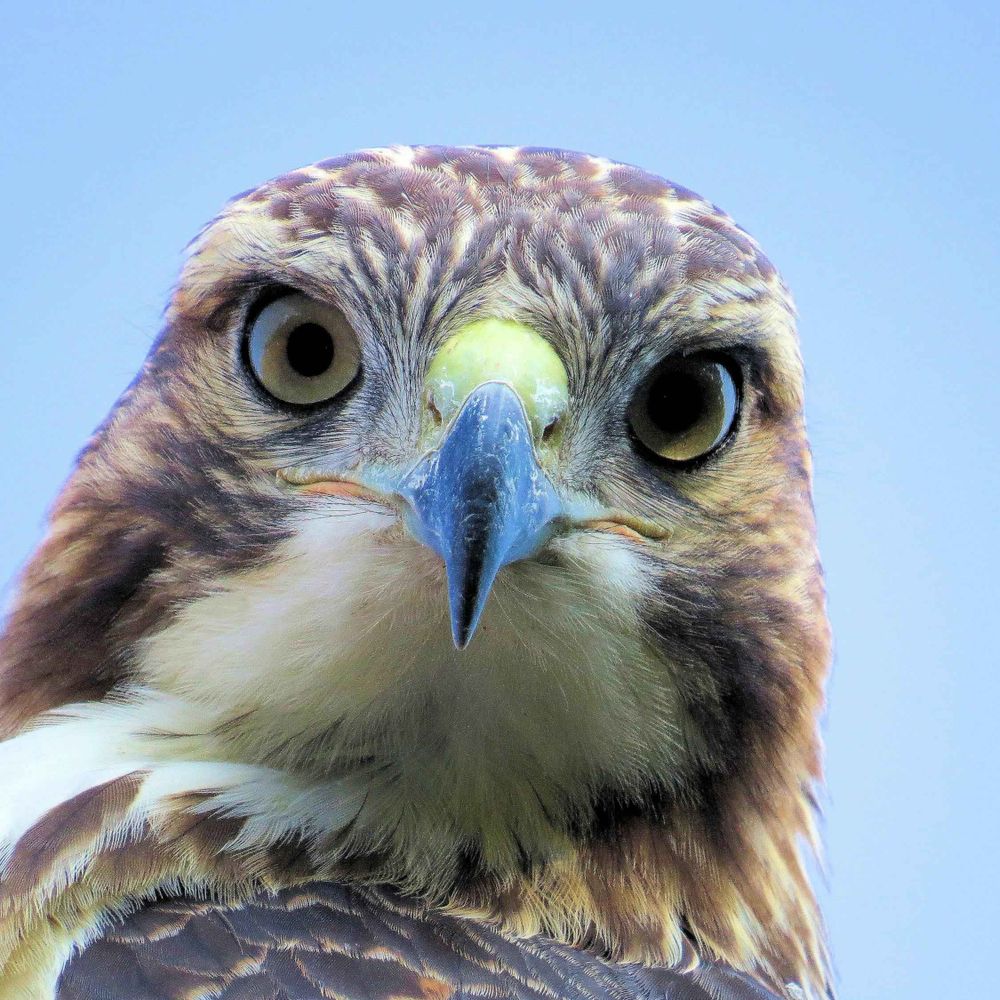 Hawk