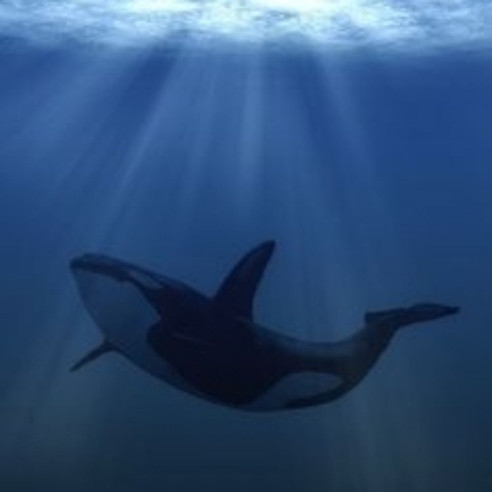 blackfish.