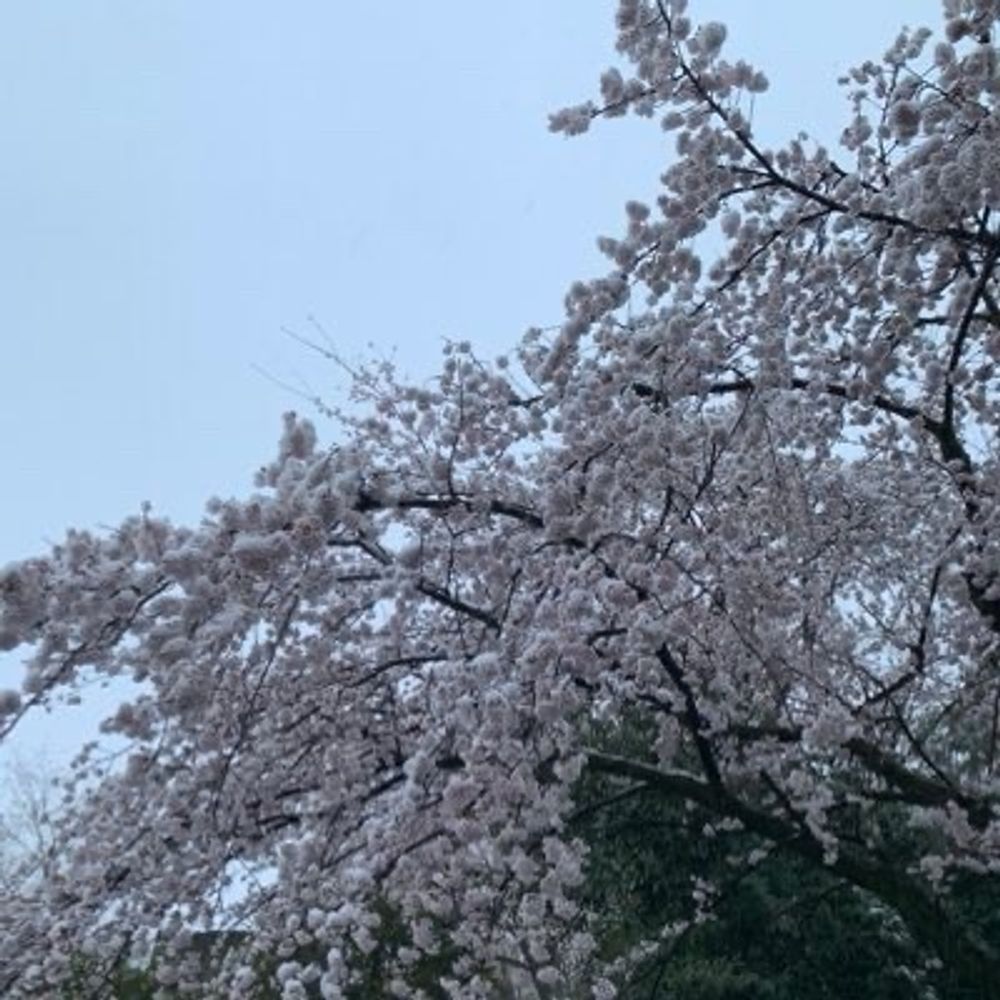 ちき