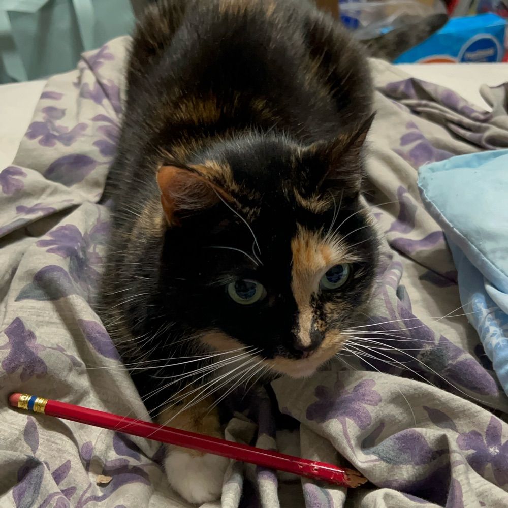AllyCat