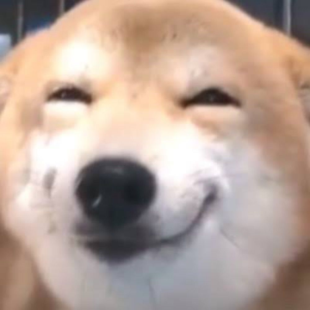 DOGGO